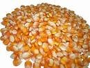 TOP CLASS QUALITY YELLOW CORN READY