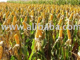 YELLOW CORN #2 & #3 ORIGIN BRAZIL