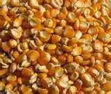 non GMO yellow corn