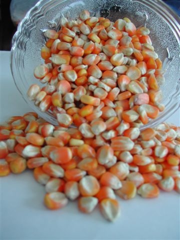 Indian  Maize     Maize  Product