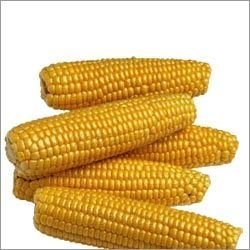CORN YELLOW