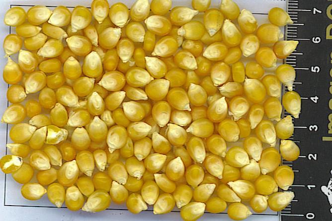 Sell Argentinean POP CORN