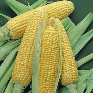 SWEET  YELLOW   CORN   SEED S