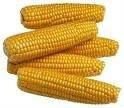TOP CLASS QUALITY YELLOW CORN