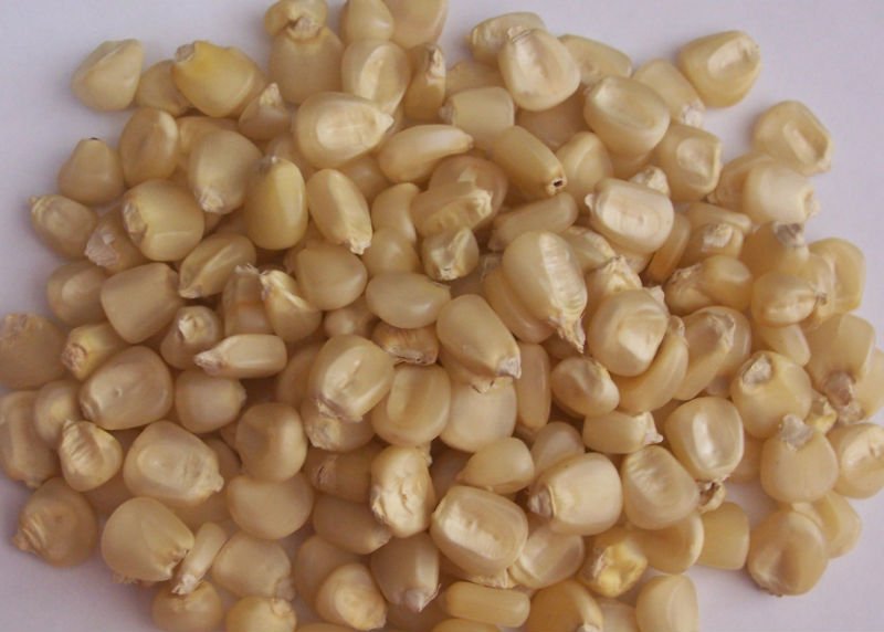 White corn