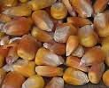 corn grain and  seeds 