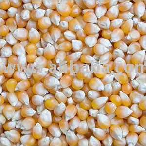 Top Quality Maize