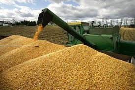 top quality dry corn available for sale