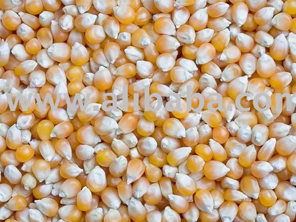  Indian   Yellow   Corn  ( Maize )