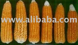 Quality Yellow Corn , Soybeans , Red and White Beans for sale