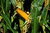non GMO yellow corn