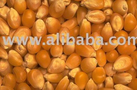 Yellow Corn