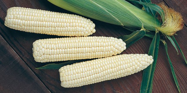 White Corn