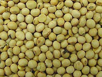  soybean 