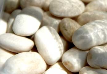 Organic Cannellini Beans