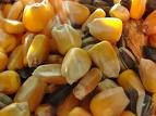  Corn   feed 