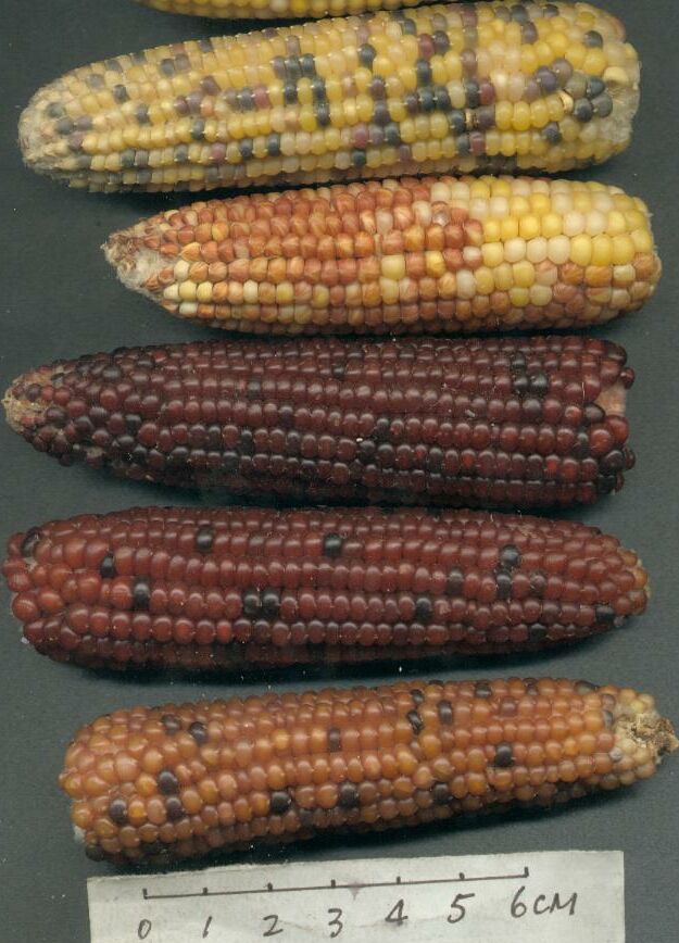 Corn Cobs