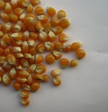 super Deal Pop Corn Maize