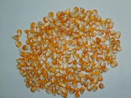 YELLOW  CORN  /WHITE  CORN  / BEAN S