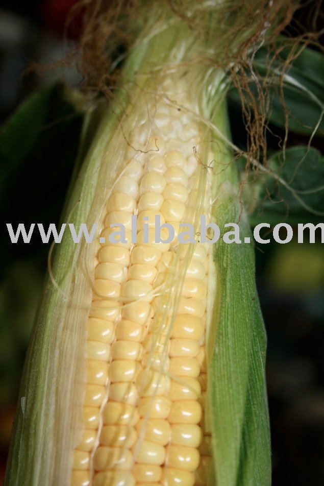 Fresh and Dried Yellow and white Corn for sale .