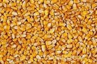 yellow dry  corn 