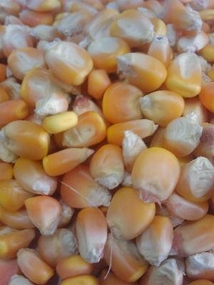 Yellow Corn