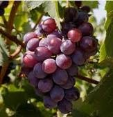 Red & White grape juice concentrate