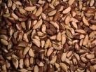Brazil Nuts and Other Nuts and Kernels for Sale