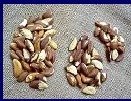 BRAZIL NUTS