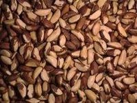 Top quality Brazil Nut for sale