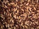 brazil nut
