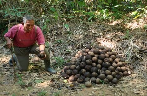 Raw Brazil Nuts