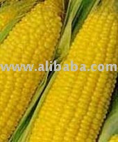 yellow corn, soybeans and kidneybeans for sale