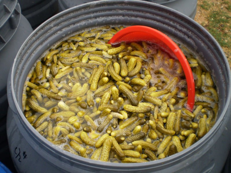 canned cucumber in vinegar