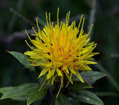Safflower Color