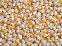 yellow corn/ maize  for  animal   feed 
