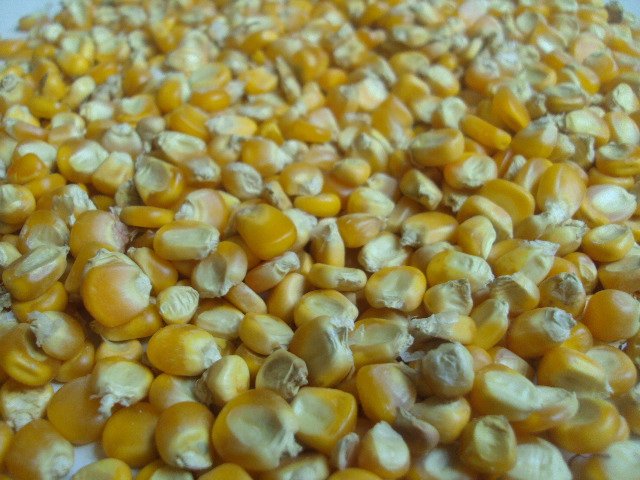 Yellow Maize(Animal  Feed   Grade )