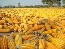 Dry  Corn 
