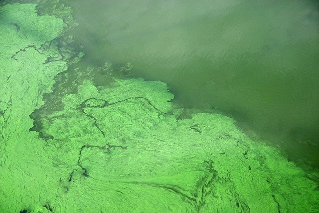 Chlorophyll Color