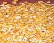 Feed Grade Yellow Corn