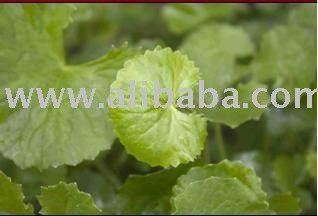  Herbal  porridge