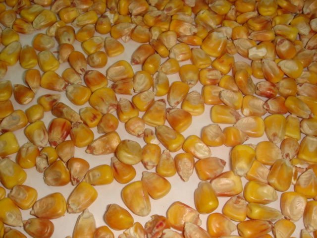  corn   fodder 