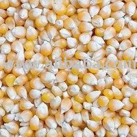 FROZEN sweet corn