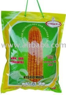 Single cross hybrid CORN seeds