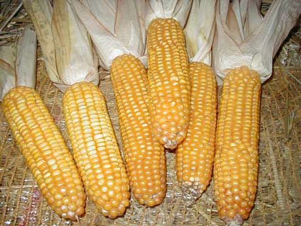 yellow maize