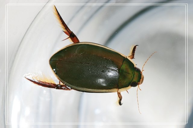 animal, bug and beetle