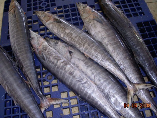 Wahoo Fillet Skin On products,Taiwan Wahoo Fillet Skin On supplier