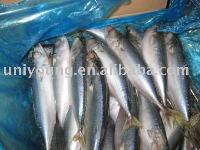 Frozen Mackerel Whole Round/Flap