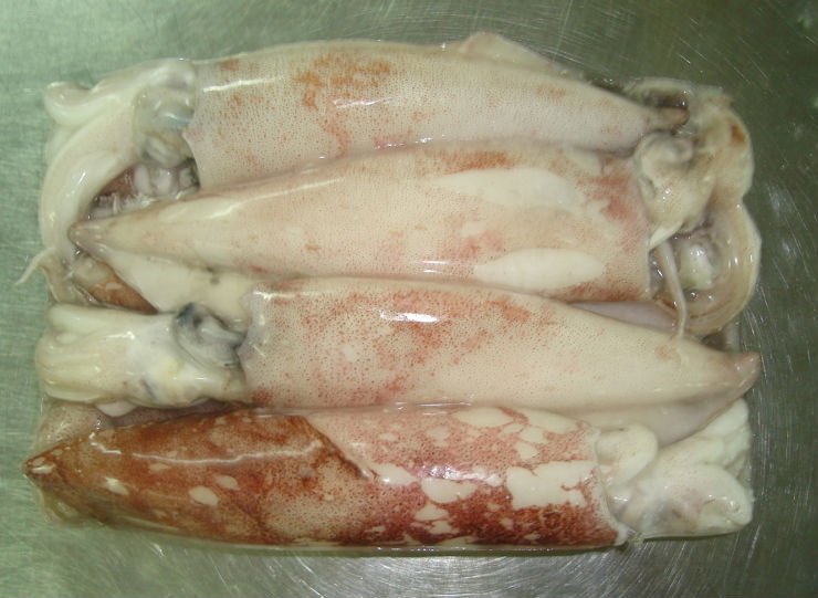 Squid