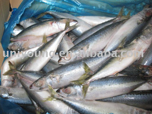 Frozen Pacific  Mackerel Whole Round/Flap
